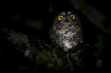 Mindanao Scops-Owl <i>(Otus mirus)<i/>