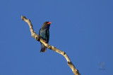 Dollarbird (Eurystomus orientalis)