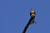 Whiskered Treeswift <i>(Hemiprocne comata)<i>