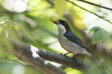 Red-keeled Flowerpecker (Dicaeum australe)