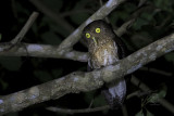 Romblon Hawk-Owl <i>(Ninox spilonota fisheri)<i/>