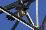 Peregrine Falcon <i>(Falco peregrinus)<i/>