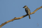 Ashy Minivet <i>(Pericrocotus divaricatus)<i/>