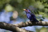 Violet Cuckoo (male)(Chrysococcyx xanthorhynchus)