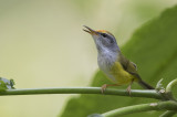 Mountain Tailorbird (Orthotomus cuculatus)