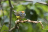 Mountain Tailorbird <i>(Orthotomus cuculatus)<i/>