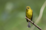 Flycatcher, Citrine Canary (Culicicapa helianthea)