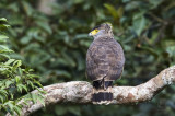 Philippine Serpent-Eagle ( Silornis holospilus)
