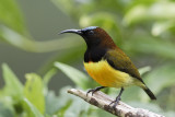 Maroon-naped Sunbird <i>(Aethopyga guimarasensis)<i/>