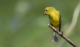 CItrine Canary-Flycatcher <i>(Culicicapa helianthea)<i/>