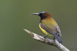 Maroon-naped Sunbird (male) <i>(Aethopyga guimarasensis)<i/>