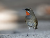 Siberian Rubythroat <i> (Luscinia calliope) <i/> (male)