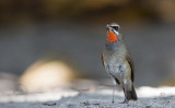 Siberian Rubythroat <i> (Luscinia calliope) <i/> (male)