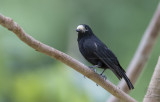 White-fronted Tit <i>(Parus semilarvatus)<i/>