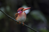 Southern Philippine Dwarf Kingfisher (ceyx mindanensis)