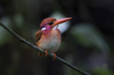 Southern Philippine Dwarf Kingfisher <i>(ceyx mindanensis)<i/>