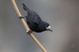 White-fronted Tit <i>(Parus semilarvatus)<i/>