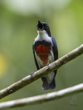 Visayan Flowerpecker aka Black-belted Flowerpecker <i>(Dicaeum haematostictum)<i/>