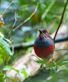 Whiskered Pitta (Pitta kochi)