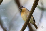 Snowy-browed, Flycatcher (female)  (Ficedula hyperythra) aka Bundok Flycatcher