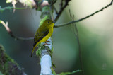 Citrine Canary-Flycatcher <i>(Culicicapa helianthea)<i/>