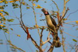 Luzon Hornbill (male) (Penelopides manillae)