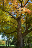 Fall tree.jpg