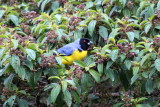 Hooded Mountain-Tanager