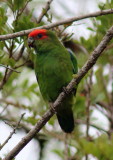 Pileated Parrot 