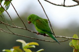 Plain Parakeet 