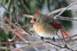  Female Cardinal