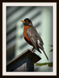 Mr. Robin