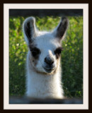 Baby Llama