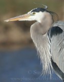 Blue Heron