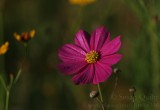 Magenta Morning