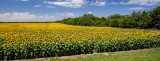 Sunflowers 02.jpg