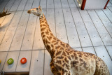 Giraffe, California Academy of Sciences