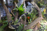 Tiger tree snake (Spilotes pullatus)