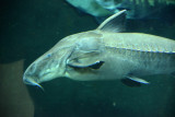 The Amazon Rainforest Aquarium