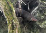 Electric eel (Electrophorus electricus)