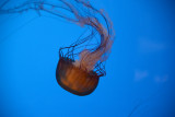 Sea nettle (Chrysaora fuscescens)