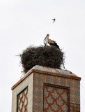 Stork nest, Mosque of Sidi Senoussi