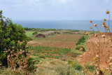 Seaside farmland, Cap Blanc