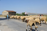 Sheep along the road tended by a young boy