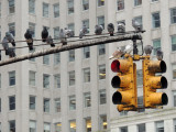 Pigeons with a New York traffic light
