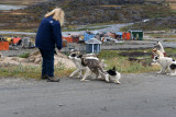 GreenlandSep13 1982.jpg