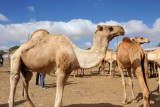 High quality camels cost around $1000, the best perhaps as high as $1500
