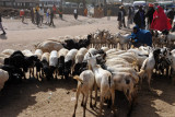 Hargeisa Livestock Market