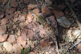 A small lizard, Laas Geel