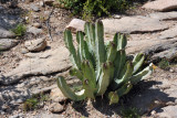 Cactus, Laas Geel